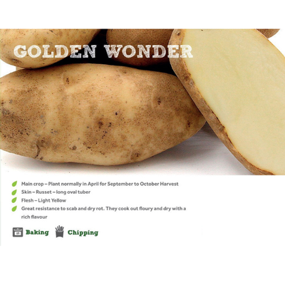 GOLDEN WONDER SEED POTATOES 2KG